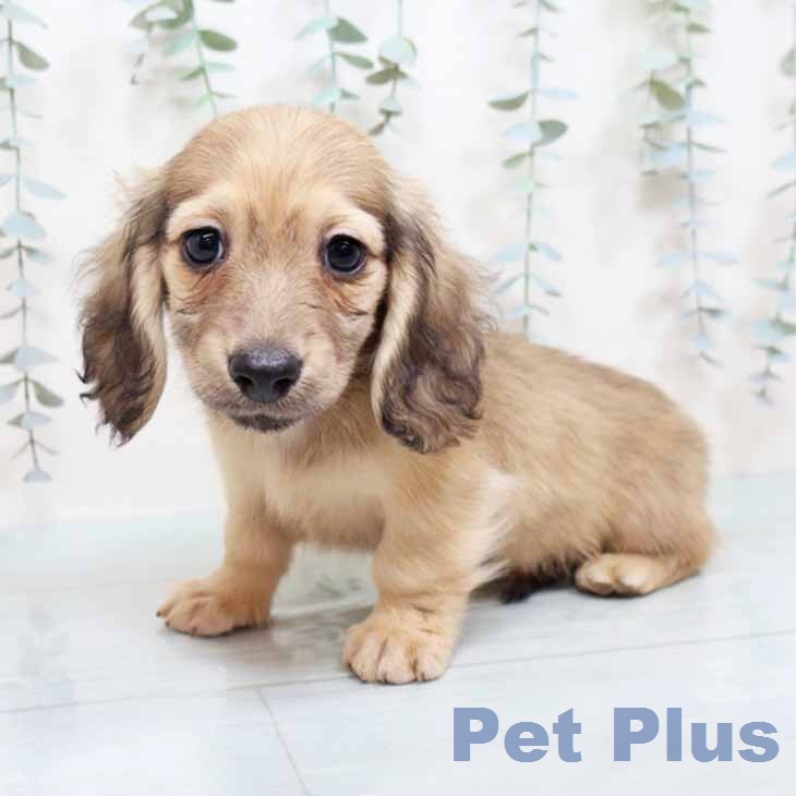 ミニチュア・ダックスフンドの写真2