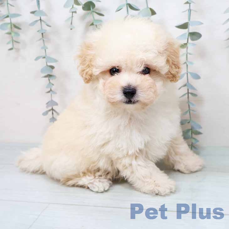 トイ・プードル