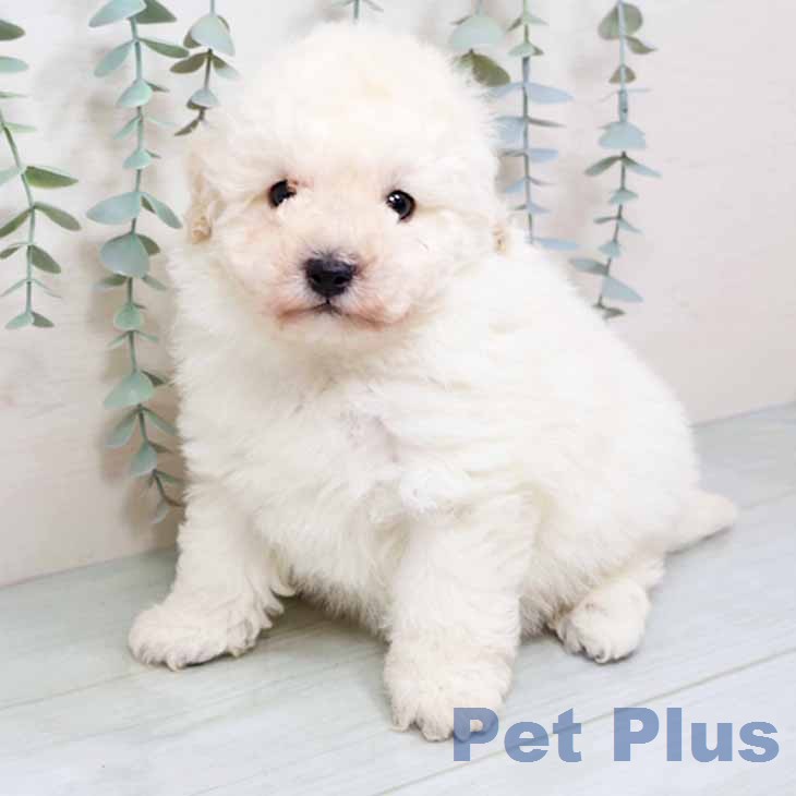 大阪府のトイプードル(トイ) (ペットプラス りんくう泉南店/2025年12月11日生まれ/男の子/ペールフォーン)の子犬の1枚目の画像