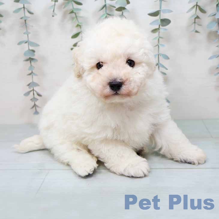 大阪府のトイプードル(トイ) (ペットプラス りんくう泉南店/2025年12月11日生まれ/男の子/ペールフォーン)の子犬の2枚目の画像