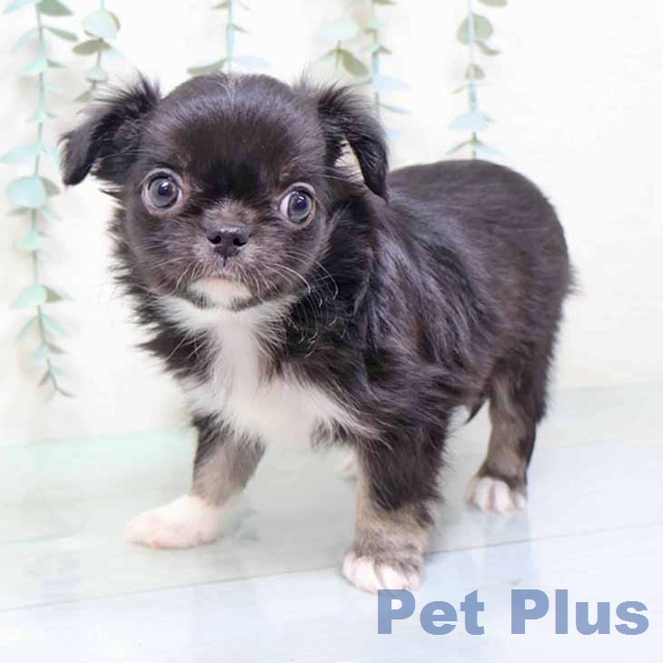 京都府のチワワ(ロング) (ペットプラス 京都桂川店/2025年12月11日生まれ/男の子/ブラックタンホワイト)の子犬の1枚目の画像