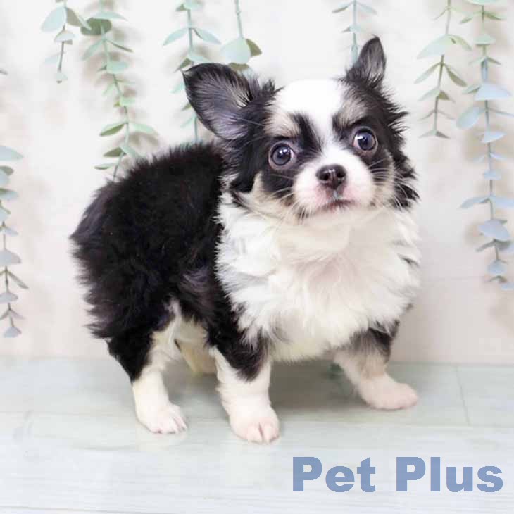 大阪府のチワワ(ロング) (ペットプラス りんくう泉南店/2025年12月12日生まれ/女の子/ブラックタンホワイト)の子犬の2枚目の画像