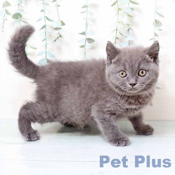 大阪府のブリティッシュショートヘアー (ペットプラス りんくう泉南店/2025年11月28日生まれ/男の子/ブルー)の子猫の1枚目の画像