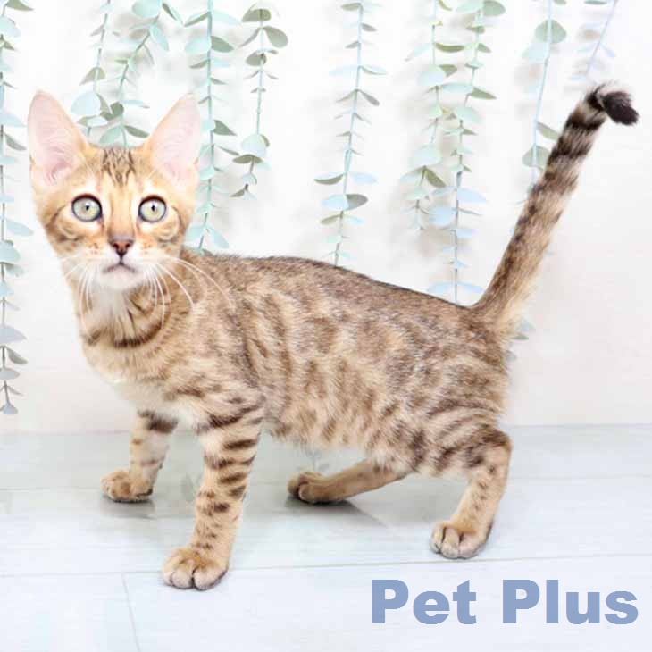 大阪府のマンチカン (ペットプラス りんくう泉南店/2025年12月5日生まれ/女の子/ブラウンスポットタビー)の子猫の1枚目の画像
