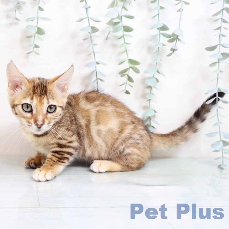 大阪府のマンチカン (ペットプラス イオン大日店/2025年12月5日生まれ/女の子/ブラウンスポットタビー)の子猫の2枚目の画像