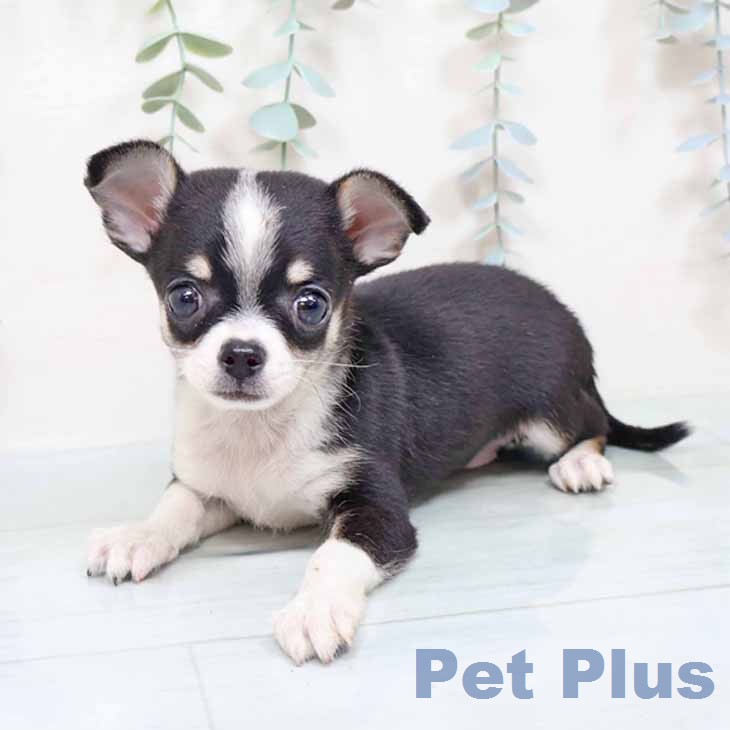 京都府のチワワ(ロング) (ペットプラス 久御山店/2025年12月5日生まれ/男の子/ブラックホワイトタン)の子犬の1枚目の画像