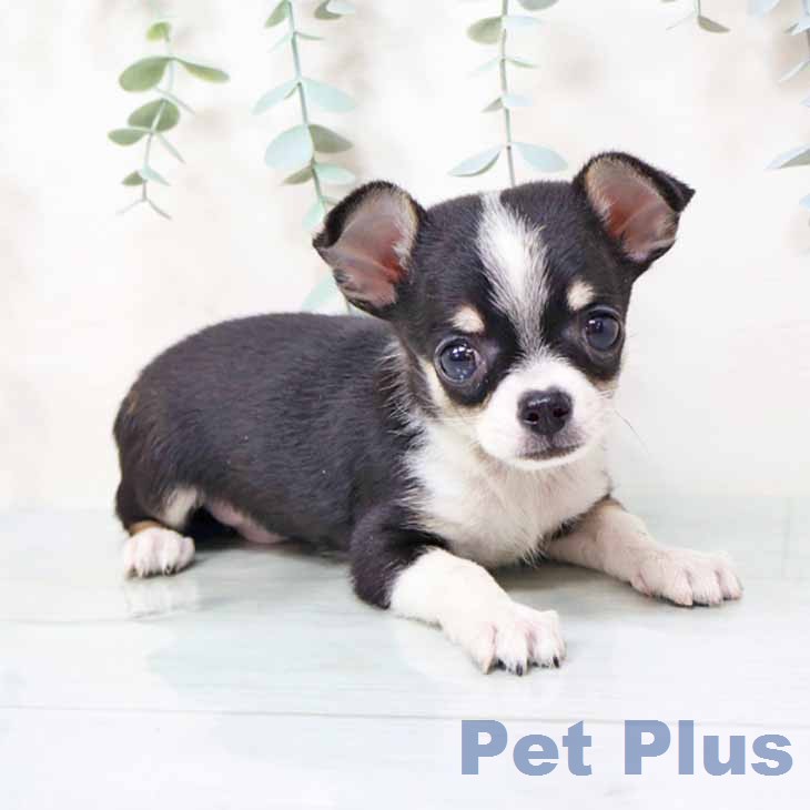 京都府のチワワ(ロング) (ペットプラス 久御山店/2025年12月5日生まれ/男の子/ブラックホワイトタン)の子犬の2枚目の画像