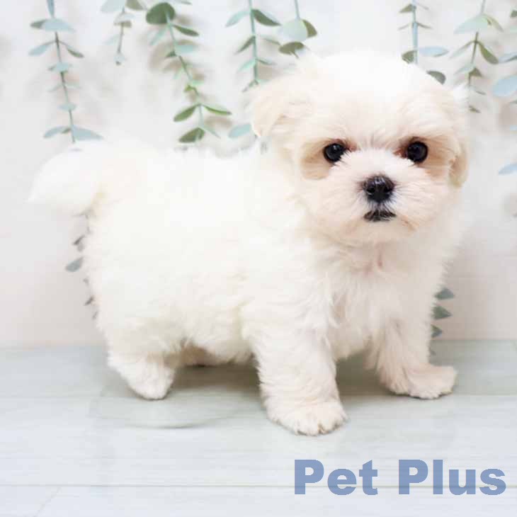 京都府のマルチーズ (ペットプラス 京都桂川店/2025年12月14日生まれ/女の子/ホワイト)の子犬の1枚目の画像