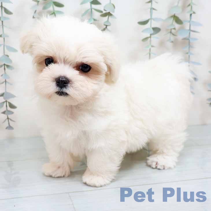 京都府のマルチーズ (ペットプラス 京都桂川店/2025年12月14日生まれ/女の子/ホワイト)の子犬の2枚目の画像