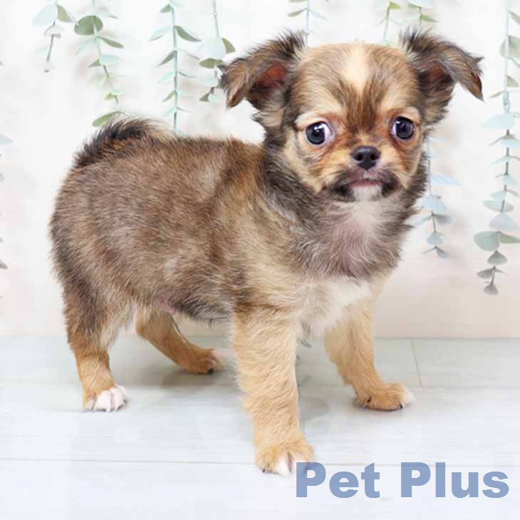 大阪府のチワワ(ロング) (ペットプラス 鶴見店/2025年12月11日生まれ/男の子/レッド)の子犬の1枚目の画像