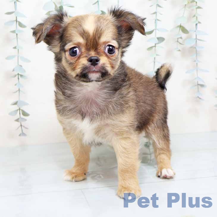 大阪府のチワワ(ロング) (ペットプラス 鶴見店/2025年12月11日生まれ/男の子/レッド)の子犬の2枚目の画像