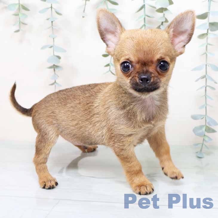 大阪府のチワワ(ロング) (ペットプラス イオン大日店/2025年12月9日生まれ/男の子/レッド)の子犬の1枚目の画像