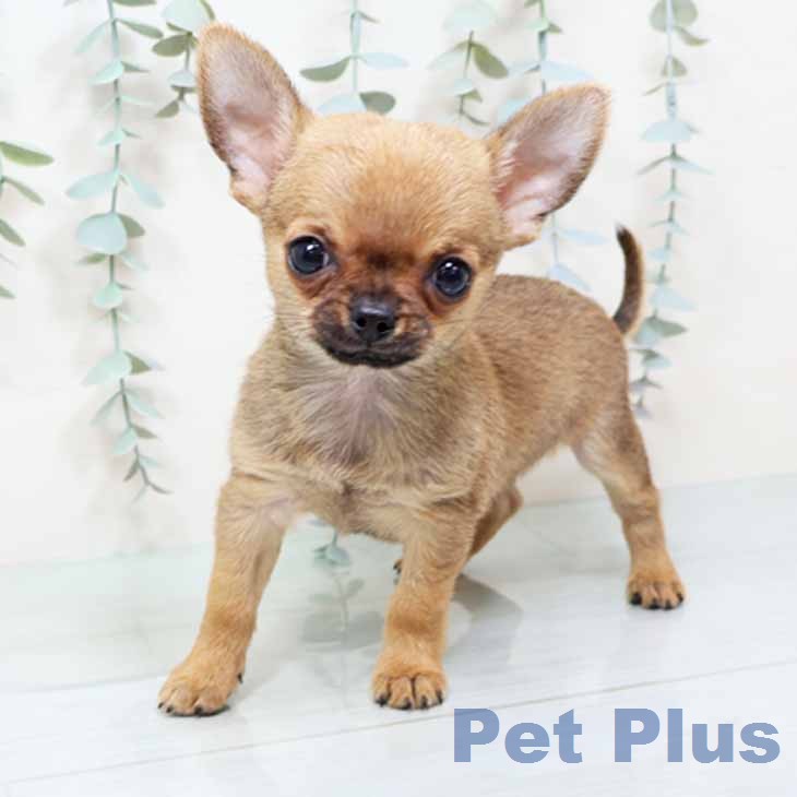 大阪府のチワワ(ロング) (ペットプラス イオン大日店/2025年12月9日生まれ/男の子/レッド)の子犬の2枚目の画像