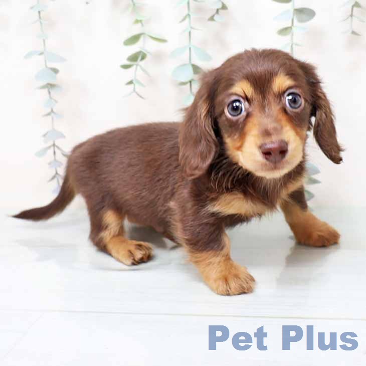 カニーンヘン・ダックスフンド