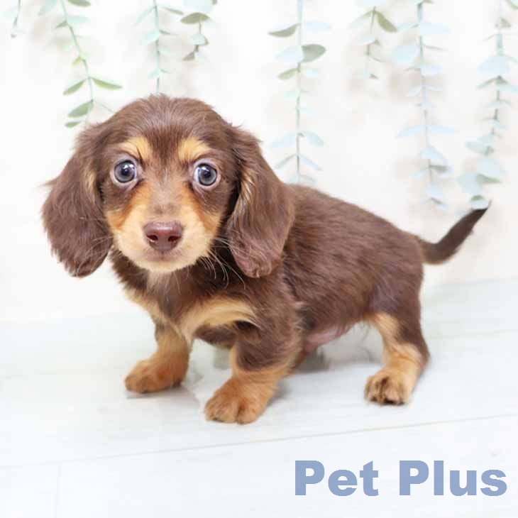 カニーンヘン・ダックスフンドの写真2