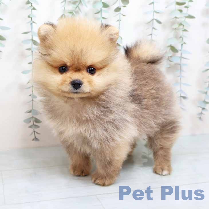 大阪府のポメラニアン (ペットプラス ららぽーと和泉店/2025年12月8日生まれ/男の子/オレンジ)の子犬の2枚目の画像