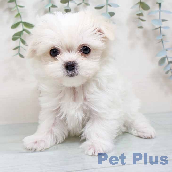 兵庫県のマルチーズ (ペットプラス 神戸三宮店/2025年12月17日生まれ/女の子/ホワイト)の子犬の1枚目の画像