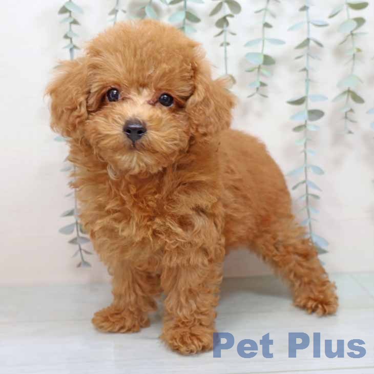 トイ・プードル