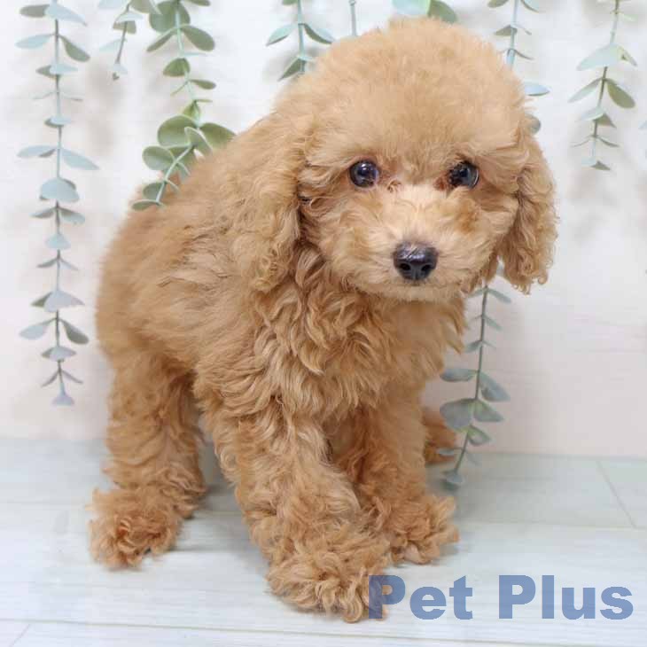 トイ・プードル