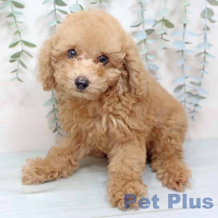 トイ・プードル