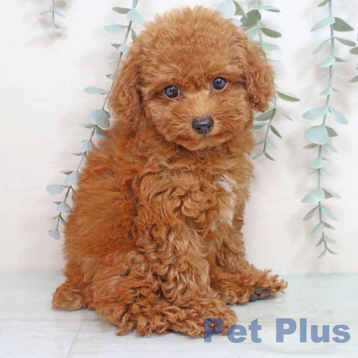 トイ・プードル