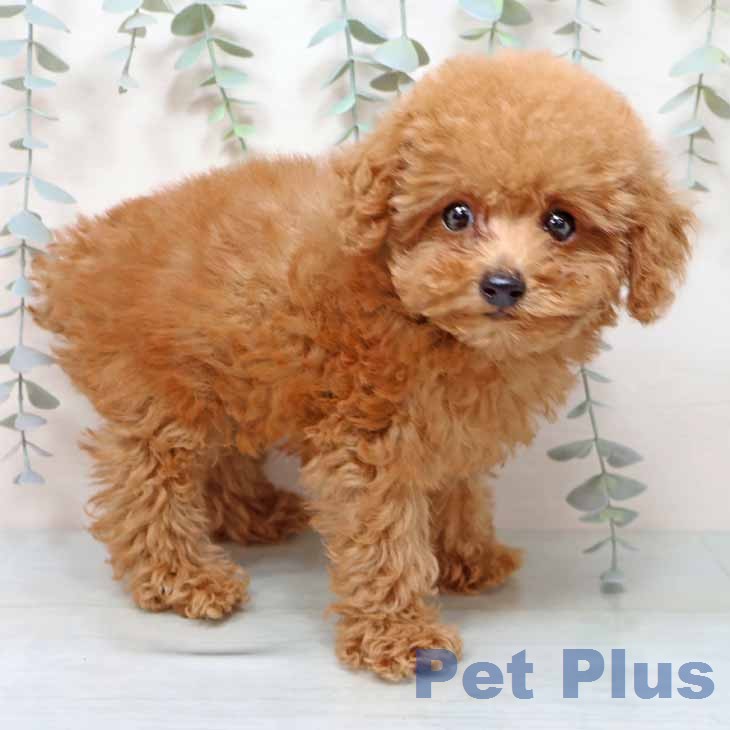 トイ・プードル