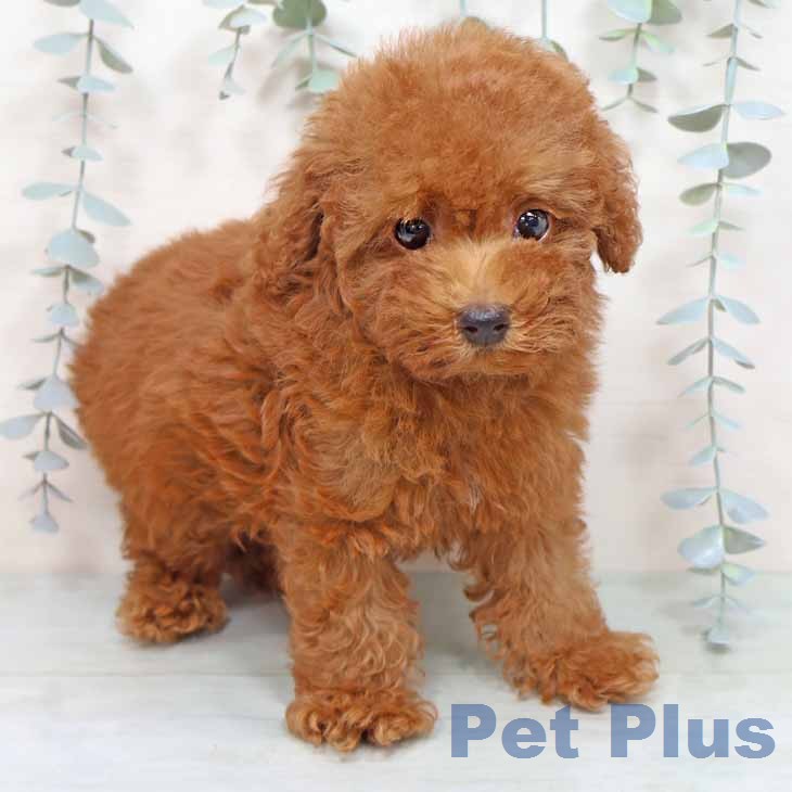 京都府のトイプードル(トイ) (ペットプラス 京都桂川店/2025年12月13日生まれ/男の子/レッドフォーン)の子犬の1枚目の画像