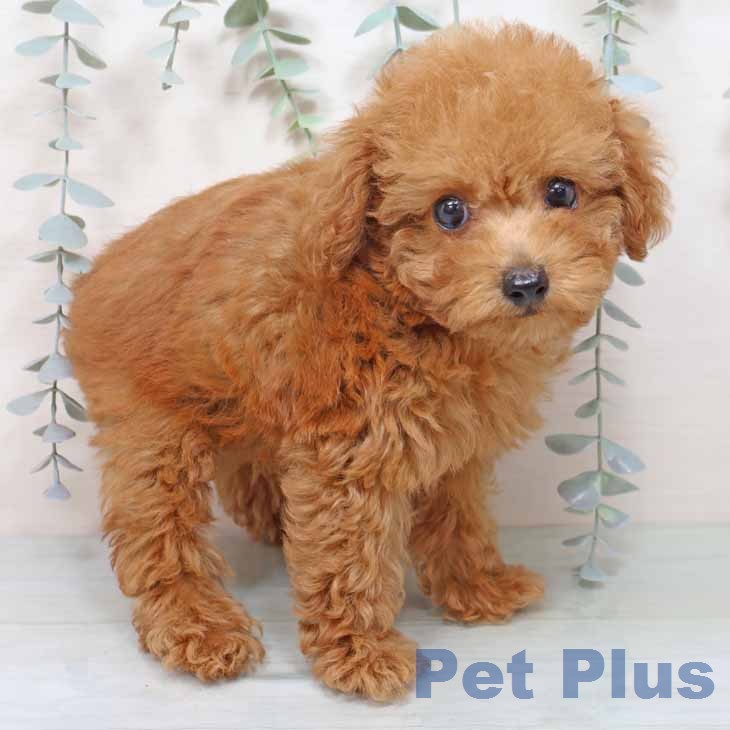 兵庫県のトイプードル(トイ) (ペットプラス 神戸三宮店/2025年12月13日生まれ/男の子/レッドフォーン)の子犬の1枚目の画像