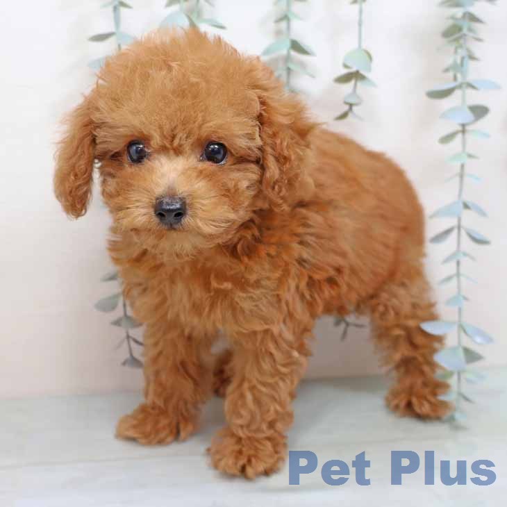 兵庫県のトイプードル(トイ) (ペットプラス 神戸三宮店/2025年12月13日生まれ/男の子/レッドフォーン)の子犬の2枚目の画像