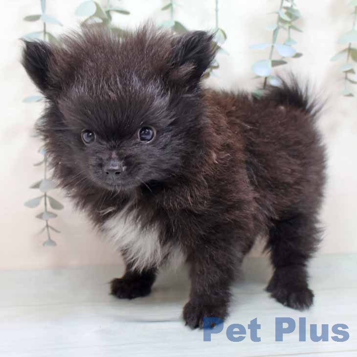 新潟県のポメラニアン (ペットプラス 新潟青山店/2025年12月12日生まれ/男の子/ブラックホワイト)の子犬の1枚目の画像