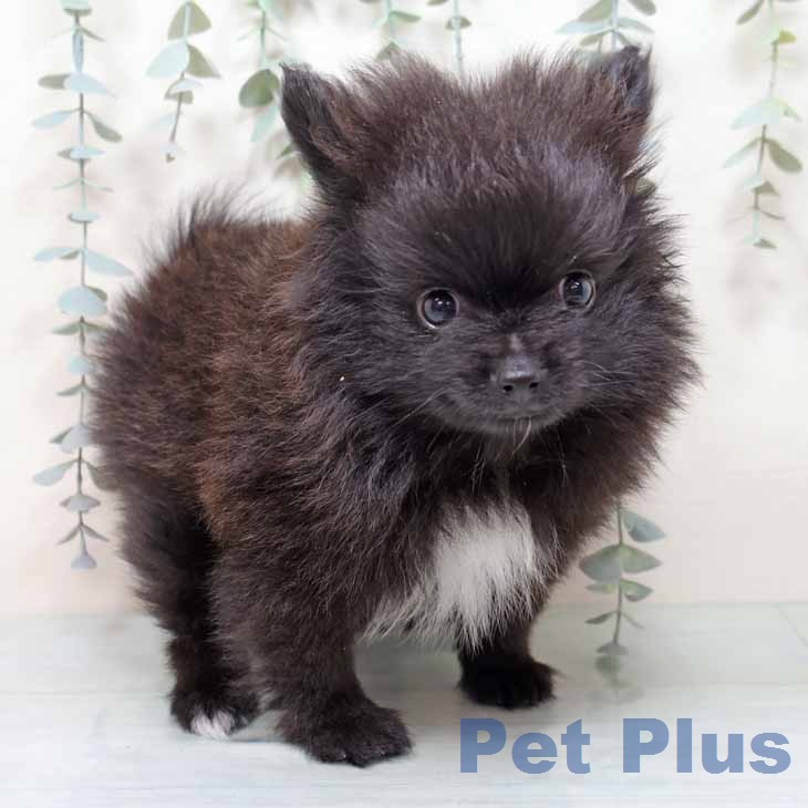 新潟県のポメラニアン (ペットプラス 新潟青山店/2025年12月12日生まれ/男の子/ブラックホワイト)の子犬の2枚目の画像