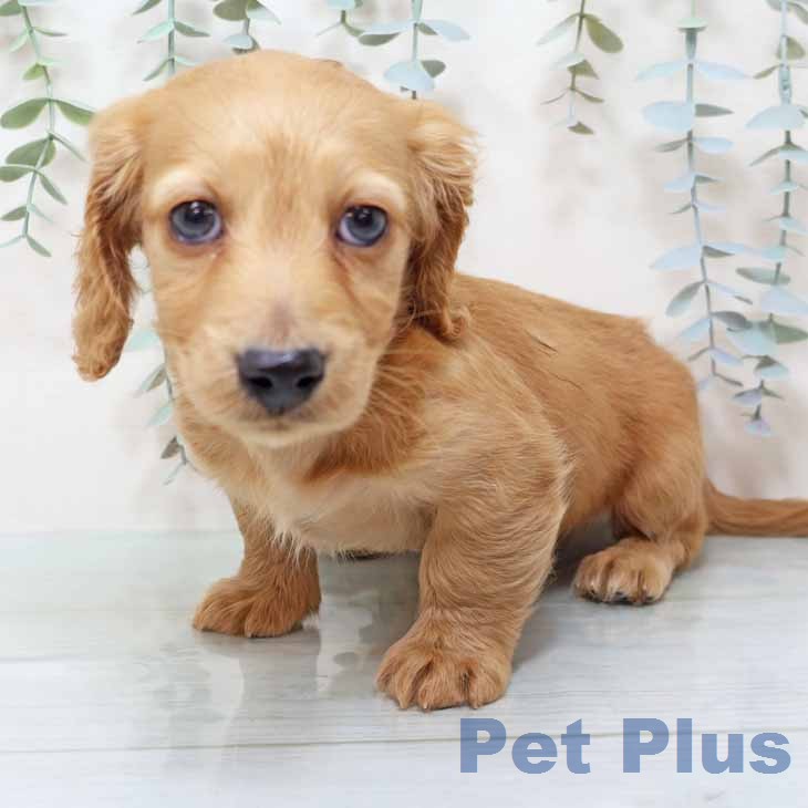 ミニチュア・ダックスフンド