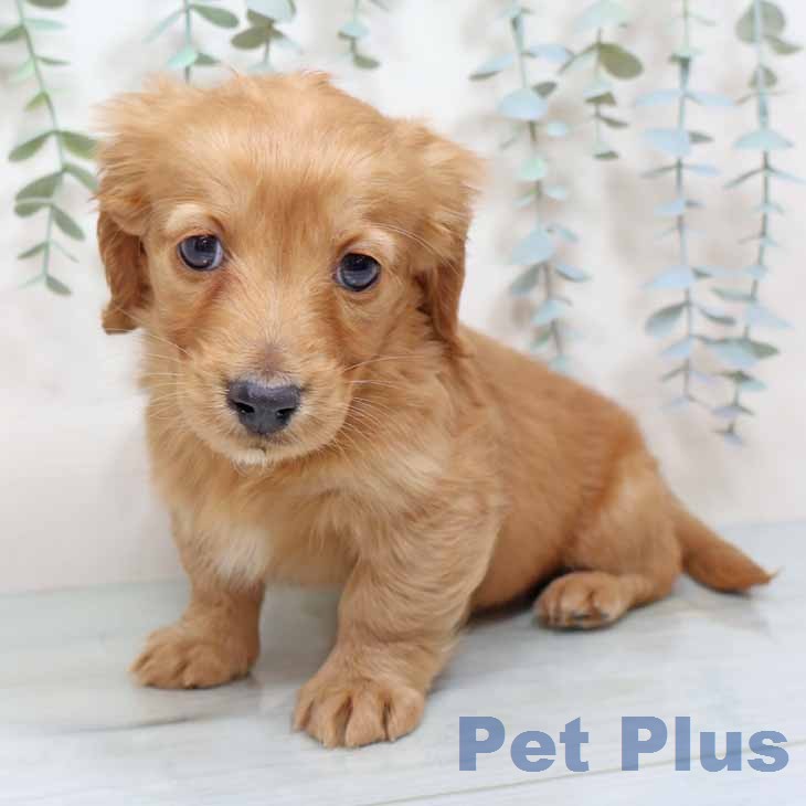 京都府のミニチュアダックスフンド(ロング) (ペットプラス 京都桂川店/2025年12月17日生まれ/女の子/ゴールド)の子犬の2枚目の画像