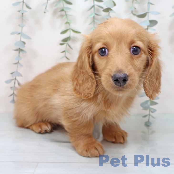 大阪府のミニチュアダックスフンド(ロング) (ペットプラス イオン大日店/2025年12月16日生まれ/男の子/ゴールド)の子犬の1枚目の画像