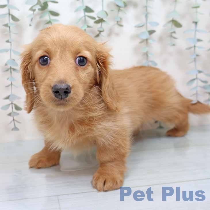 大阪府のミニチュアダックスフンド(ロング) (ペットプラス イオン大日店/2025年12月16日生まれ/男の子/ゴールド)の子犬の2枚目の画像