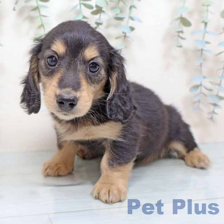 ミニチュア・ダックスフンド