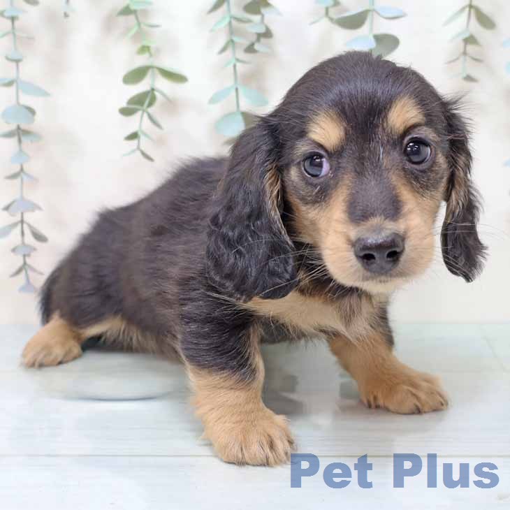 ミニチュア・ダックスフンド