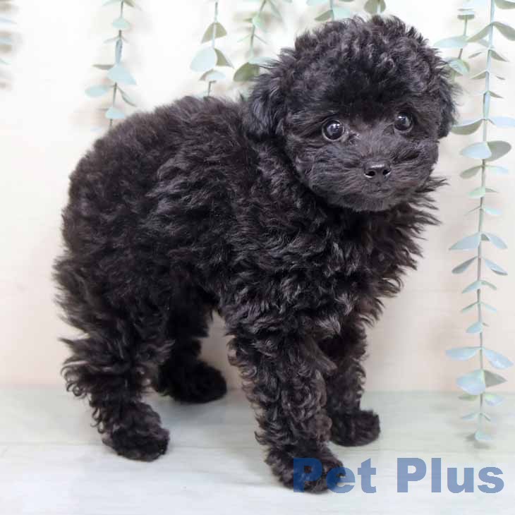 京都府のトイプードル(トイ) (ペットプラス 京都桂川店/2025年12月7日生まれ/男の子/ブラック)の子犬の1枚目の画像