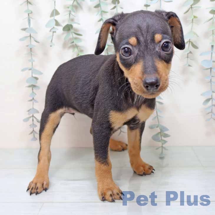 ミニチュア・ピンシャー