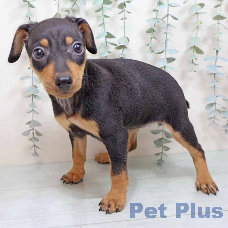 ミニチュア・ピンシャー