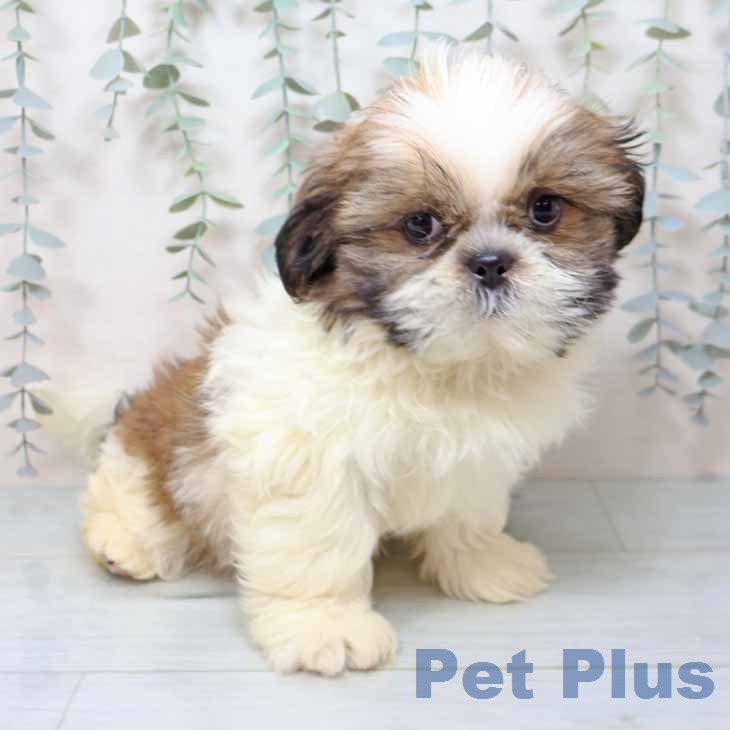 大阪府のシーズー (ペットプラス 四條畷店/2025年12月12日生まれ/男の子/ゴールドホワイト)の子犬の2枚目の画像