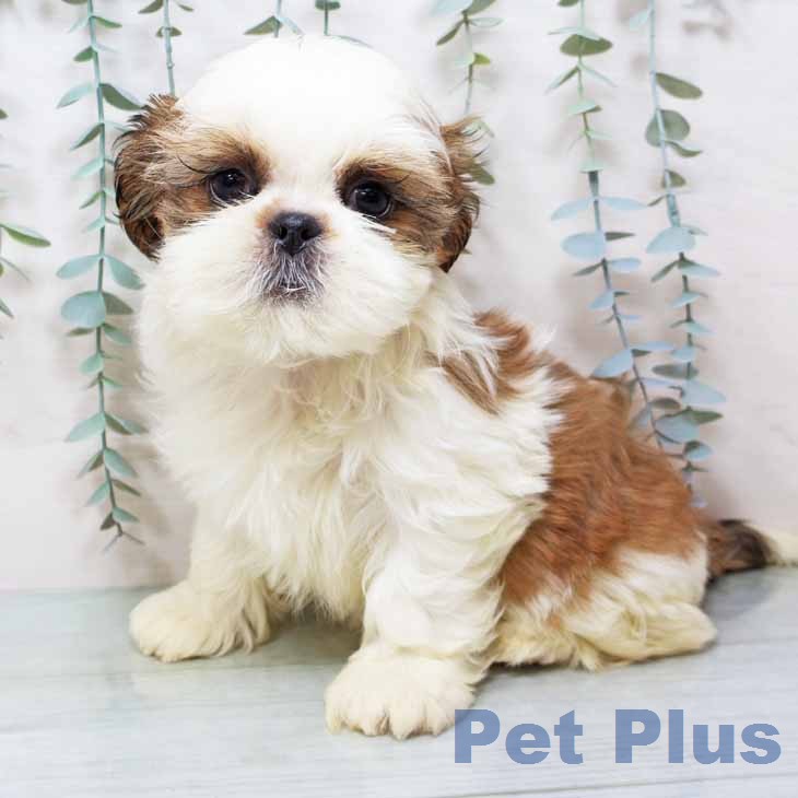 大阪府のシーズー (ペットプラス イオン大日店/2025年12月12日生まれ/女の子/ゴールドホワイト)の子犬の2枚目の画像