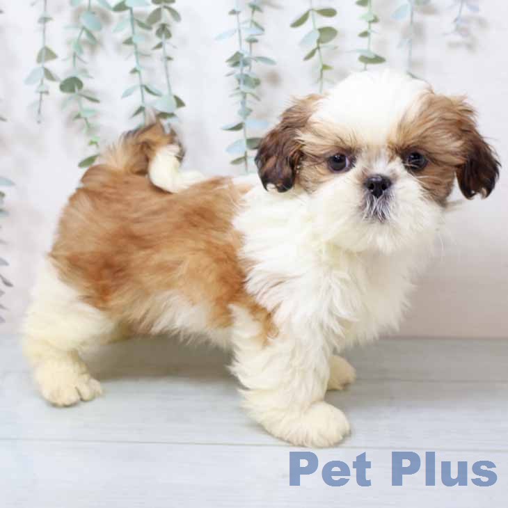 兵庫県のシーズー (ペットプラス 神戸三宮店/2025年12月12日生まれ/女の子/ゴールドホワイト)の子犬の1枚目の画像