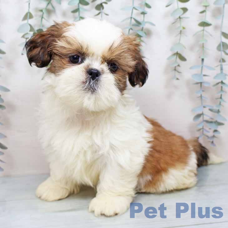 兵庫県のシーズー (ペットプラス 神戸三宮店/2025年12月12日生まれ/女の子/ゴールドホワイト)の子犬の2枚目の画像