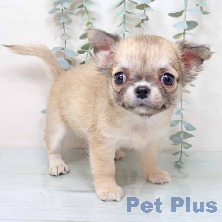 新潟県のチワワ(ロング) (ペットプラス 新潟南店/2025年12月17日生まれ/女の子/フォーン)の子犬の1枚目の画像