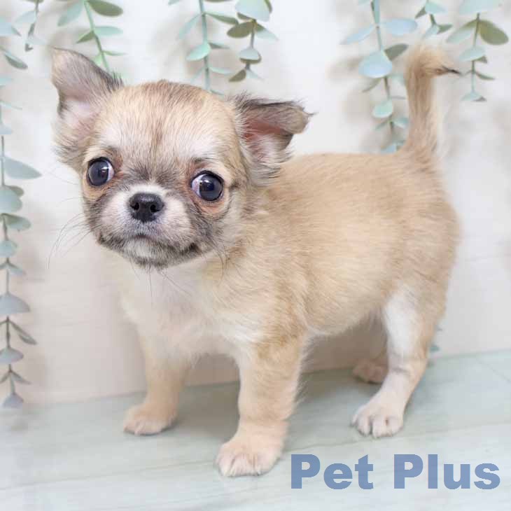 新潟県のチワワ(ロング) (ペットプラス 新潟南店/2025年12月17日生まれ/女の子/フォーン)の子犬の2枚目の画像