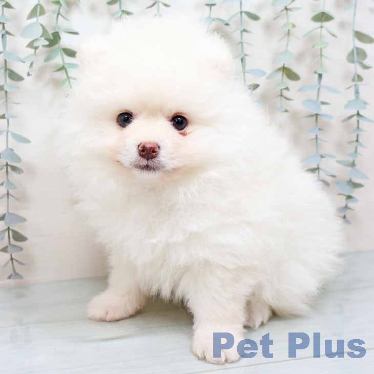 ポメラニアンの写真2