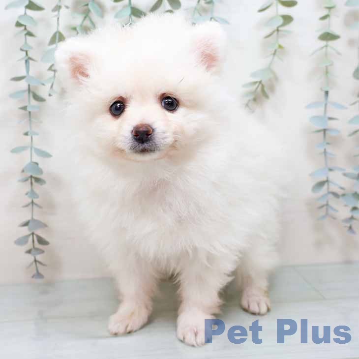 ポメラニアンの写真2