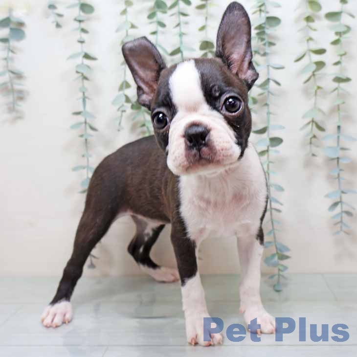 ボストン・テリア