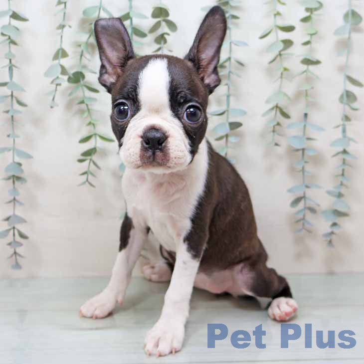 ボストン・テリアの写真2